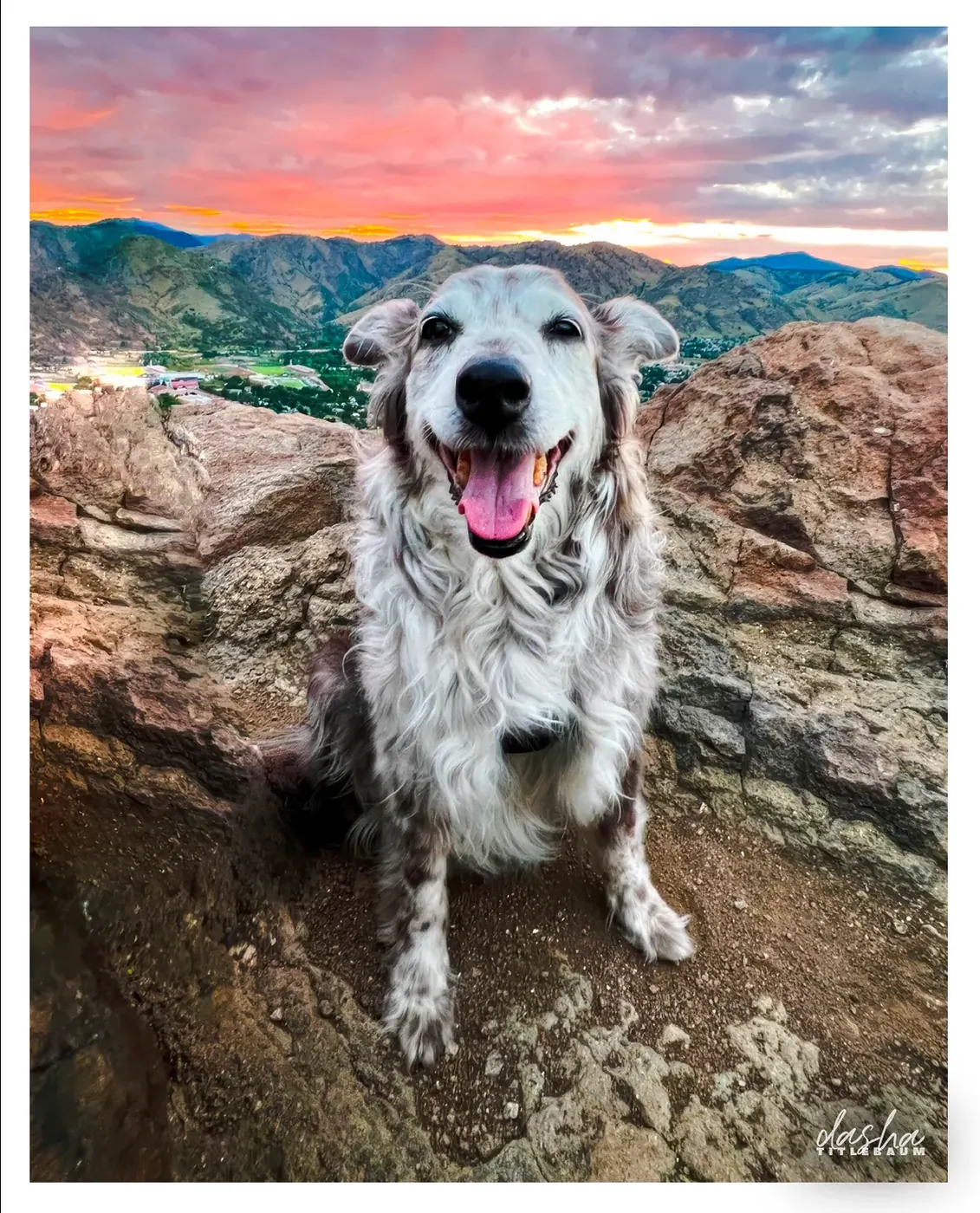 Annie at Red Rocks, Joyful dog portrait at Red Rocks with a sunset and mountain vista backdrop.